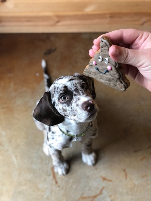 New Braunfels’ Only KennelFree Dog Salon The Paw Spa